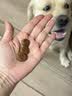 皇家狗粮 成犬狗粮 犬粮 宠物大型犬 GR26全价犬粮 ≥15月4KG 实拍图