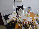 网易严选全价猫粮4.0成幼猫三文鱼亮毛养胃深海鱼虾1.8kg*4袋【宠物金选】 实拍图