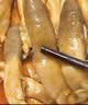 海鲜君麻辣蛏子100g海鲜水产开盖即食烧烤宵夜露营下酒凉菜 实拍图