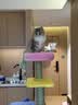 ZEZE【大号款】猫爬架猫窝猫树一体通天柱跳台大型不占地猫咪用品 实拍图