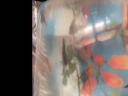 卡奇鱼 胎生鱼 玛丽球鱼热带观赏鱼淡水鱼活体鱼宠物鱼宠物活体丽丽曼龙 蓝月+牡丹+黑尾+红月光各5只 实拍图