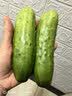 京鲜生 山东童年旱黄瓜 净重5斤 单果100g+ 水果小青瓜 轻食 源头直发 实拍图
