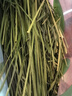 BCM头茬烘干提摩西草 提草段兔草 龙猫兔子草 兔子饲料牧草兔粮500g 实拍图