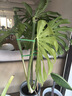 史丹利（STANLEY）绿植营养液通用型肥料室内盆栽植物叶面肥家用观叶型专用肥500ml 实拍图