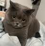 网易严选全价猫粮4.0成幼猫三文鱼亮毛养胃深海鱼虾1.8kg*6袋【宠物金选】 实拍图