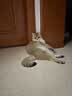 网易严选全价猫粮4.0 主粮成幼猫驼羊奶易消化促吸收 鸡肉羊奶味1.5kg*4袋 实拍图