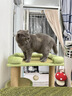 皇家猫粮 室内成猫粮 I27 通用粮 12月以上 2KG 实拍图