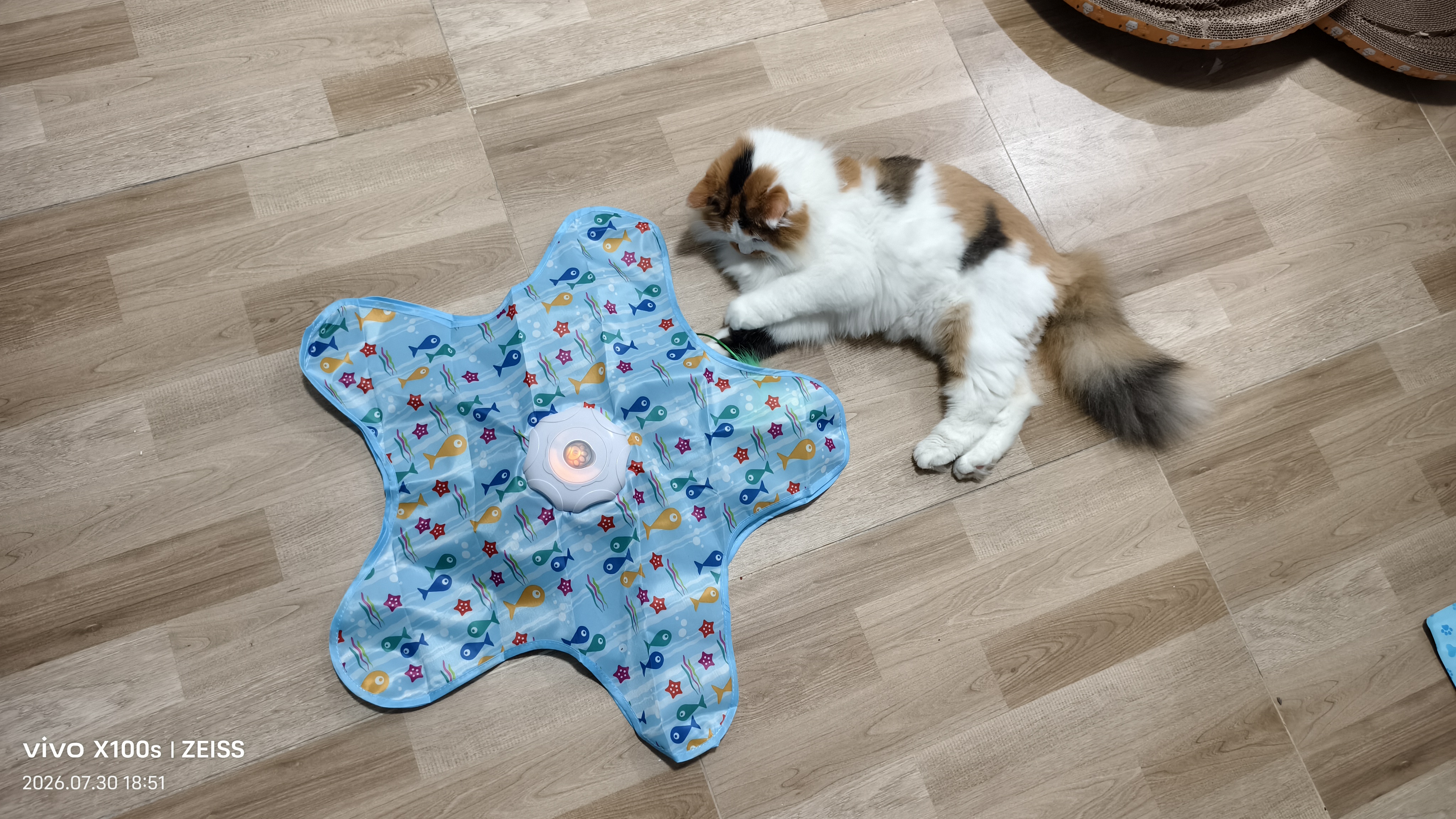 阿柴与猫宠物铝箔冰垫夏季凉窝凉垫子不发霉狗狗窝猫咪睡觉垫夏天降温神器 实拍图