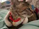 欢宠网猫项圈猫咪狗狗铃铛狗脖圈颈圈项链小狗小型犬猫猫小猫幼猫宠物圈 实拍图