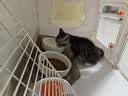 蔻丝可调节防漏食陶瓷猫碗护颈双碗固定架防打翻宠物猫狗食盆水碗 实拍图