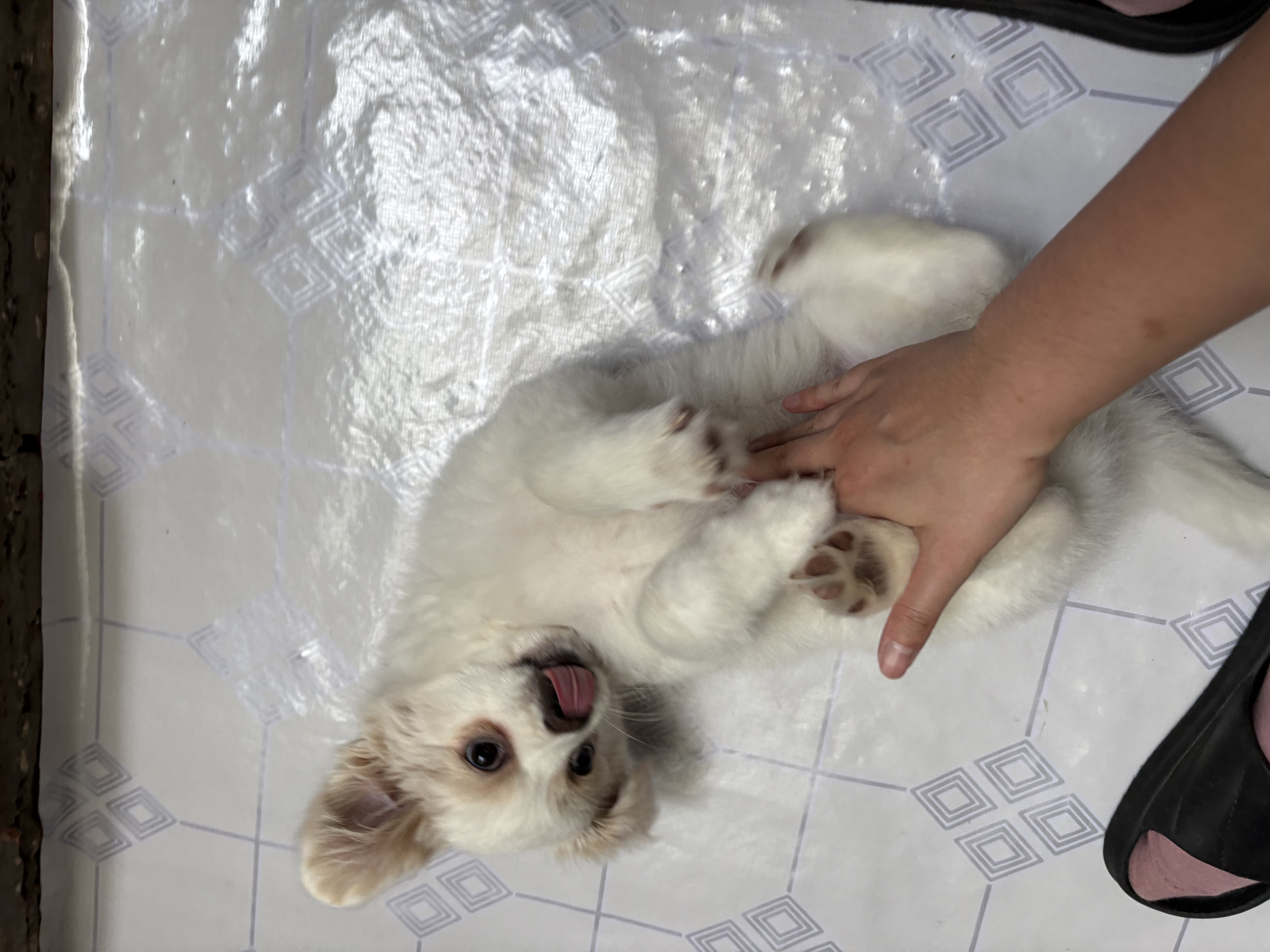皇家狗粮 幼犬狗粮幼犬奶糕宠物中型犬MEJ32 全价犬粮 2-12月 4KG 实拍图