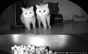 小佩宠物AI智能自动喂食器可视版2 定时定量 猫脸识别(支持鸿蒙智联) 实拍图