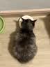 领先成猫尝鲜礼包主食级烘焙猫粮猫条餐盒汤包（新老款随机发货） 实拍图