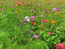阿迪达斯（adidas）T恤男夏季运动透气轻薄宽松棉短袖 橄榄绿/绿棕 L 实拍图