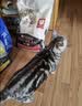 冠能猫粮成猫猫粮三文鱼味2.5kg 全价猫粮 稳固免疫 适口性强 实拍图