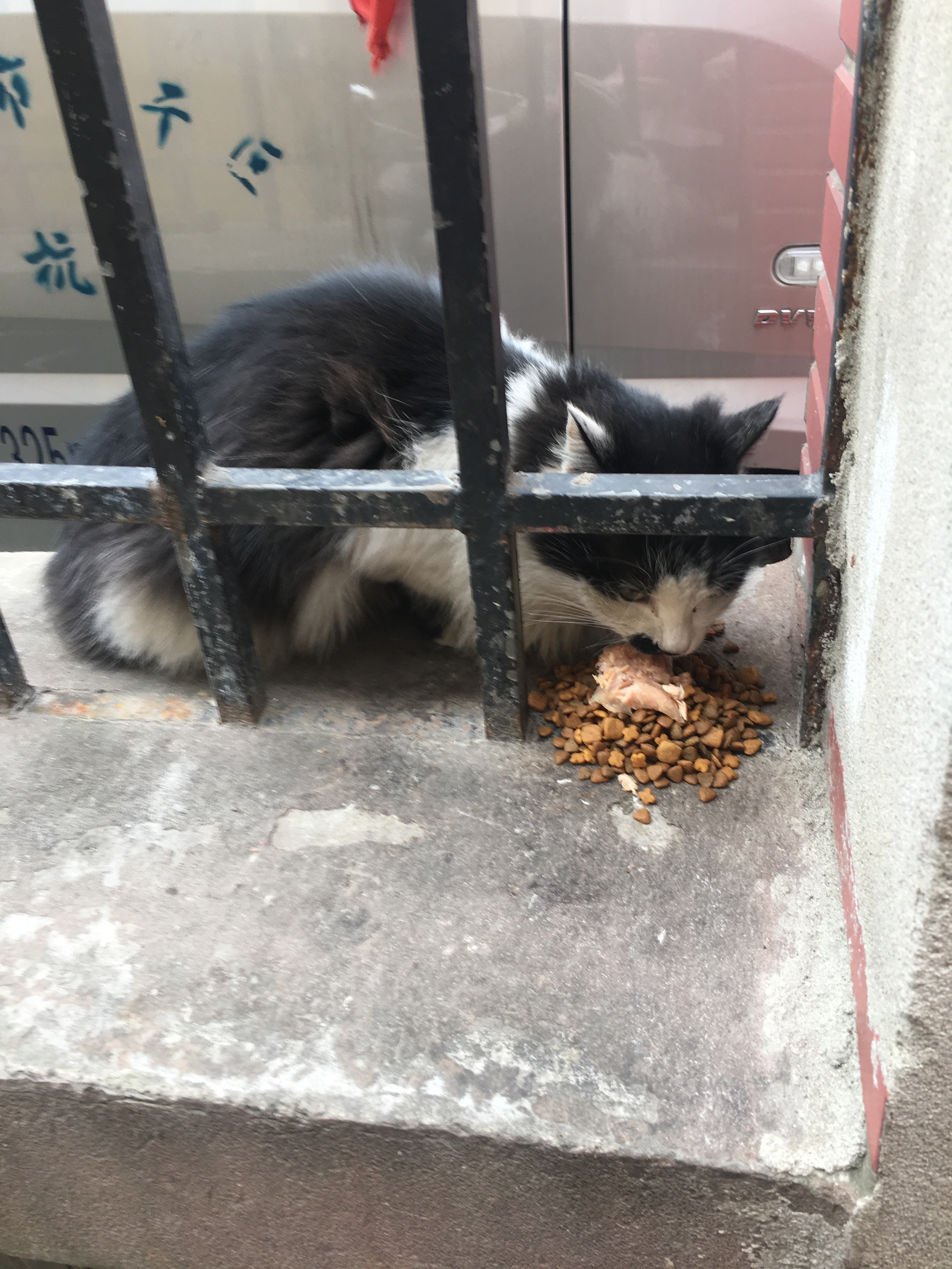 伟嘉主食级罐头 猫湿粮泰国进口猫罐头吞拿鱼味400g*12整箱装 实拍图
