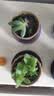 随机多肉植物盆栽新手好养易存活办公室桌面绿植含盆土节日礼物 随机发货（1盆） 实拍图