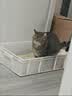 pidan经典混合猫砂 豆腐膨润土混合 3.6kg款8包装 实拍图
