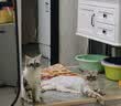 喔喔（WOWO）猫罐头猫零食 猫湿粮成猫宠物猫用浓汤补水罐 金枪鱼扇贝*8罐 实拍图
