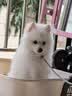 HELLOJOY狗厕所中型小型犬专用防踩屎便盆尿尿盆非不锈钢大小便神器狗砂盆 实拍图