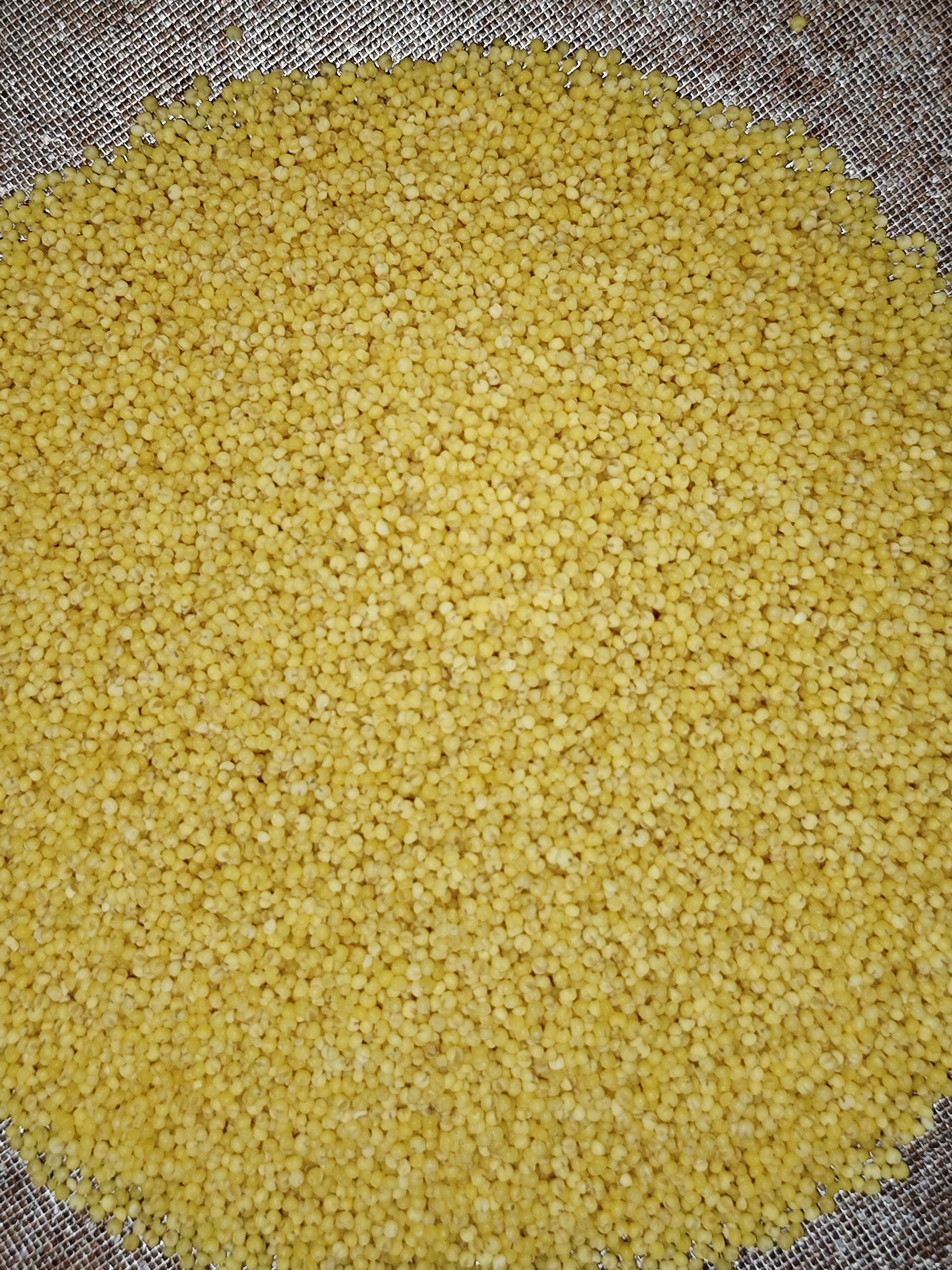 硃碌科有机朝阳黄小米5斤 新米吃的小米粥有机小米红谷小米新老包装随机 实拍图