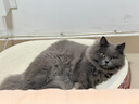 猫人 A类10%大豆纤维被子 秋冬被芯冬季棉被厚6斤200*230cm元气蓝 实拍图