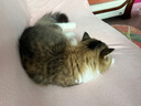 苏泊尔吸尘器金榜热销TOP1无线手持家用大吸力长续航吸尘猫毛狗毛宠物吸毛C7PLUS-L 实拍图