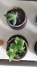 随机多肉植物盆栽新手好养易存活办公室桌面绿植含盆土节日礼物 随机发货（1盆） 实拍图