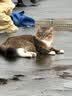 沃趣 猫砂膨润土20斤强效除臭低粉尘易结团青柠大包装小颗粒遇水释香 实拍图