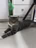 麦富迪猫粮 超肉粒冻干双拼幼猫粮免疫护肠胃 三文鱼2kg 实拍图