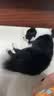 欢宠网猫梳子狗猫毛梳开结梳去浮毛狗毛清理器梳毛针梳长毛猫咪狗狗神器 实拍图