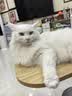 皇家美短成猫粮 ASA31 通用粮 12月以上 10KG 实拍图