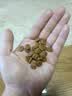 皇家MEJ32 2至12月龄中型犬幼犬狗粮 50g【活动专用请勿单独下单】 实拍图