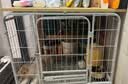 酷奇宠狗笼方管狗笼子大中小型犬金毛加粗宠物狗狗笼子狗屋用品 白色带天窗78*54*73cm 建议30内中小型犬 实拍图