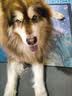 疯狂小狗狗粮幼犬成犬全价粮10kg 金毛泰迪中大型小型通用鸭肉梨20斤 实拍图