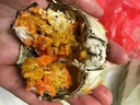 【活蟹】阳澄帝 大闸蟹鲜活  现货特大螃蟹公蟹母蟹精品礼盒装 精品六月黄3.0-3.3两  8只装 实拍图