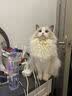 醇粹黑标猫粮 全价无谷双拼冻干猫粮 鸡肉生骨肉猫粮5kg 实拍图