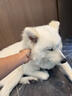 美的（Midea）宠物空气净化器强力吸毛 除猫狗异味抗菌除敏除甲醛 吸猫毛净化器小怪兽PET600【宠物专享升级款】 实拍图