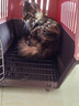 喵先生【带挂碗+垫板】宠物航空箱大号狗猫托运箱猫咪狗狗航空箱运输箱 一号 建议12斤以内 实拍图