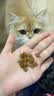皇家猫粮 幼猫猫粮 幼猫奶糕 K36 通用粮 4-12月 2KG 实拍图