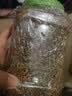 licheers龟粮乌龟饲料1200ML巴西龟小草龟虾干鱼干六合一专用大颗粒粮食 实拍图