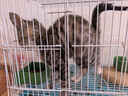 腆宠狗笼狗窝猫笼狗笼子中小型犬带厕所猫笼子大号家用室内狗围栏兔笼 实拍图