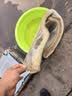 宠翰鱼缸8D过滤棉无胶生化棉加厚海绵水族箱过滤网过滤材料1片装 实拍图