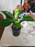 绿有意绿植盆栽多肉花卉盆栽植物室内桌面水培绿植办公室客厅植物懒人 吸甲3盆】绿萝+金边吊兰+金钻 实拍图