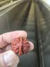 悠采中粮无糖五黑粗粮饼干420g健康孕妇零食早餐粗粮休闲零食黑芝麻 实拍图