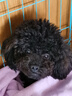 京东京造狗粮小型犬粮鲜肉无谷全价粮7kg泰迪比熊博美成犬 实拍图