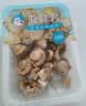 海鲜君法香蒜蓉扇贝100g 即食海鲜  休闲零食露营出游凉菜 实拍图