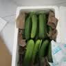 山东荷兰水果黄瓜青瓜无刺小黄瓜生吃水果蔬菜减脂轻食源头直发 净重 4.5斤 实拍图