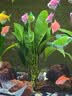 【京东物流】水草套餐 好养耐活真水草植物绿菊大叶绿九冠鱼缸 三头丹麦榕沉木 实拍图