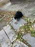 阿飞和巴弟主食猫条厚乳0乳糖主食罐成幼猫全价猫条餐包湿粮猫零食营养 混合口味15g*50支 实拍图